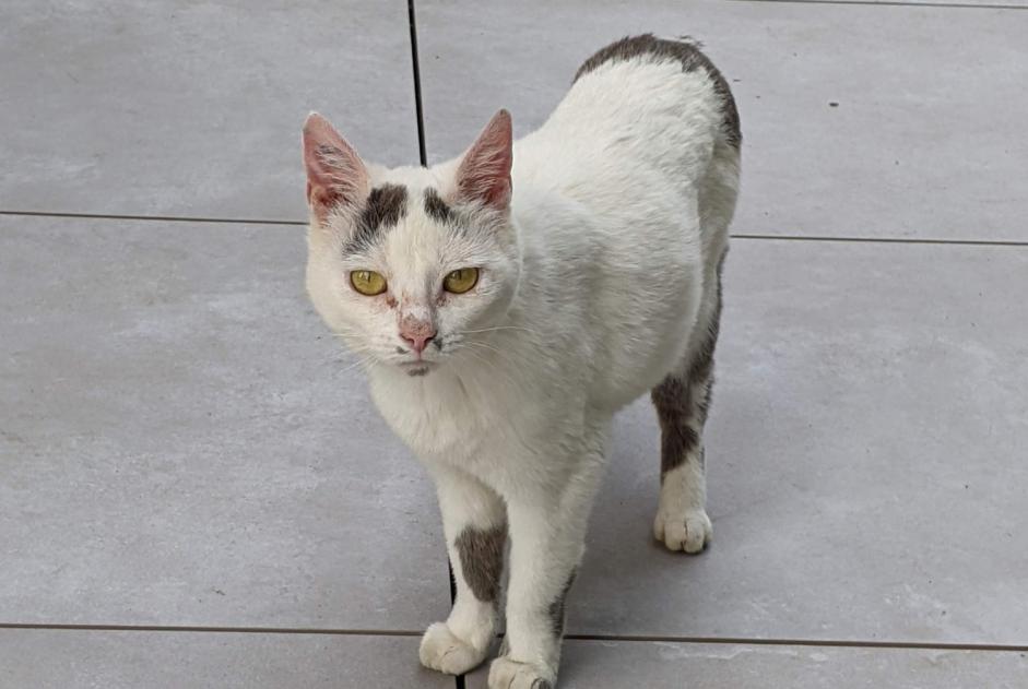 Fundmeldung Katze Weiblich Saint-Sulpice-la-Pointe Frankreich