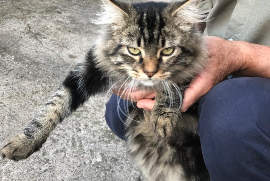 Discovery alert Cat miscegenation Male Saint-Juéry France