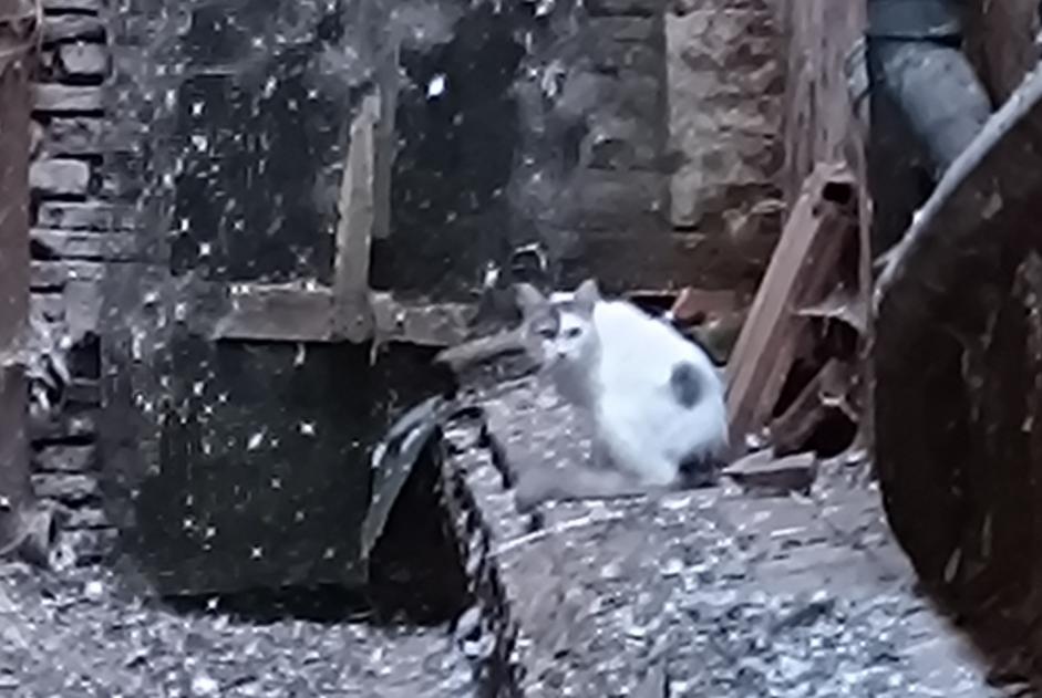 Discovery alert Cat Unknown Gaillac France