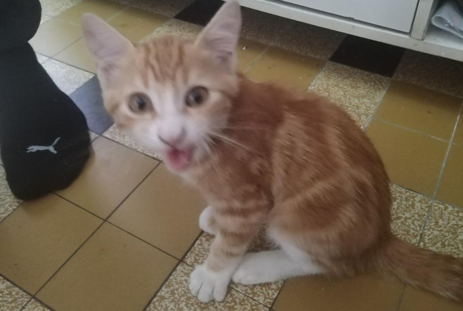 Discovery alert Cat Male Saint-Paul-Cap-de-Joux France