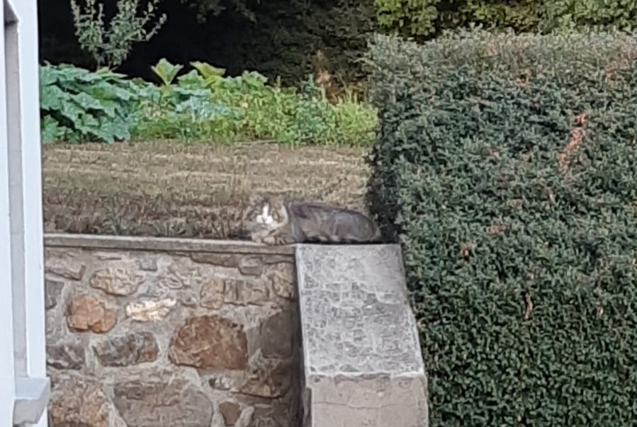 Discovery alert Cat Unknown Fontrieu France