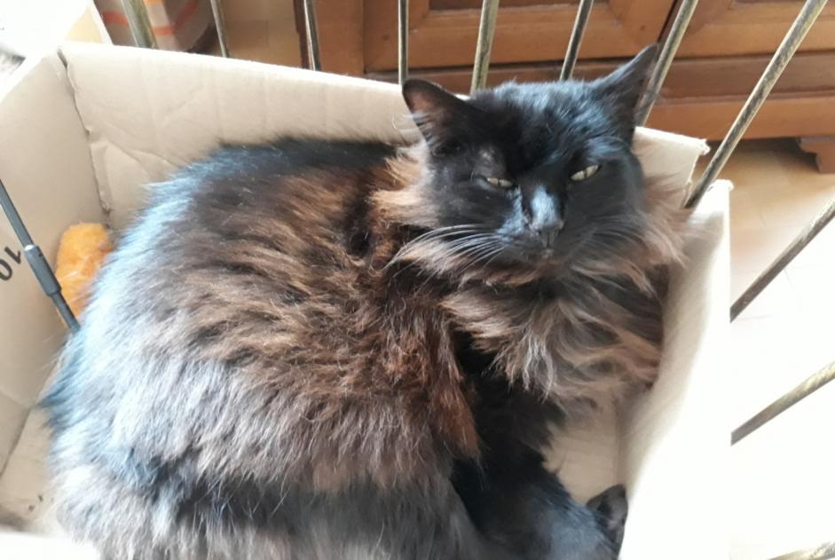Disappearance alert Cat Female , 13 years Castres France