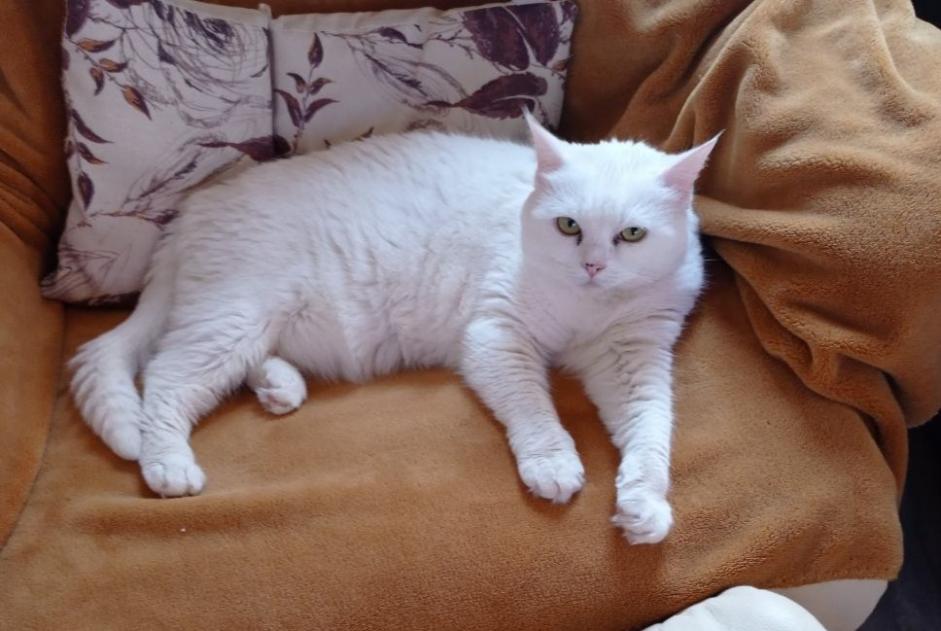 Disappearance alert Cat Female , 5 years Cambon France