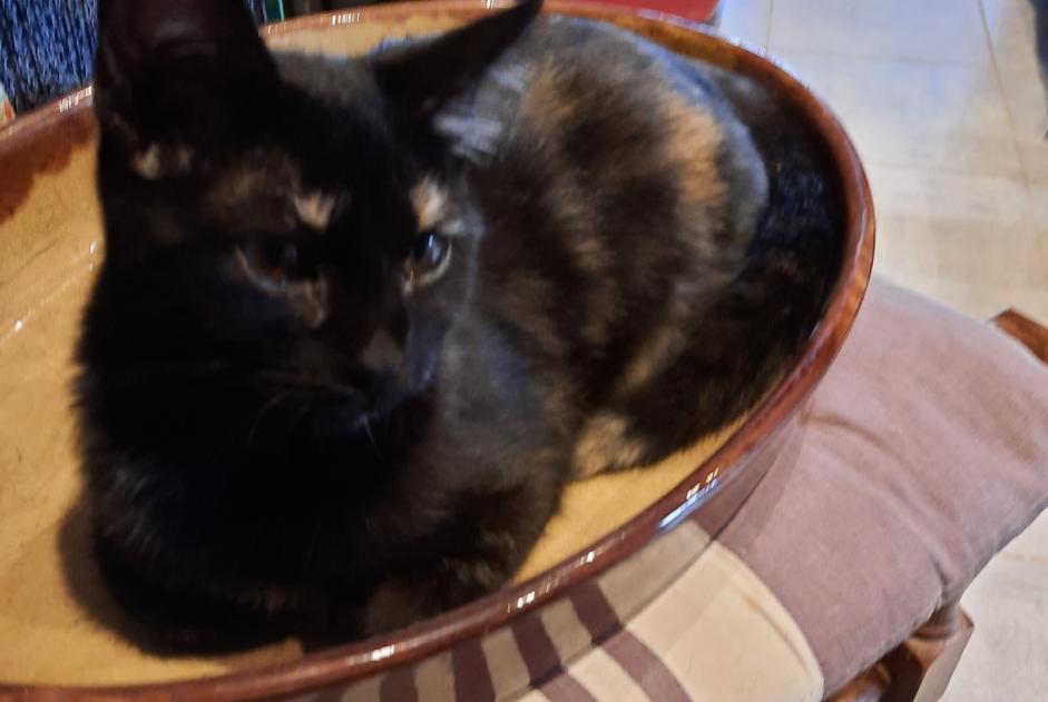 Disappearance alert Cat Female , 2 years Montcabrier France