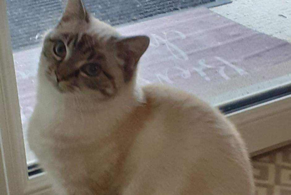 Disappearance alert Cat miscegenation Male , 4 years Saix France