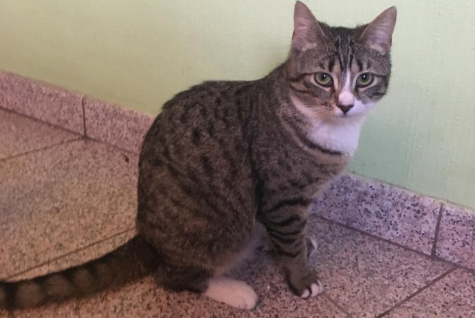 Disappearance alert Cat miscegenation Female , 1 years Albi France Disappearance alert Cat miscegenation Female , 1 years Albi France