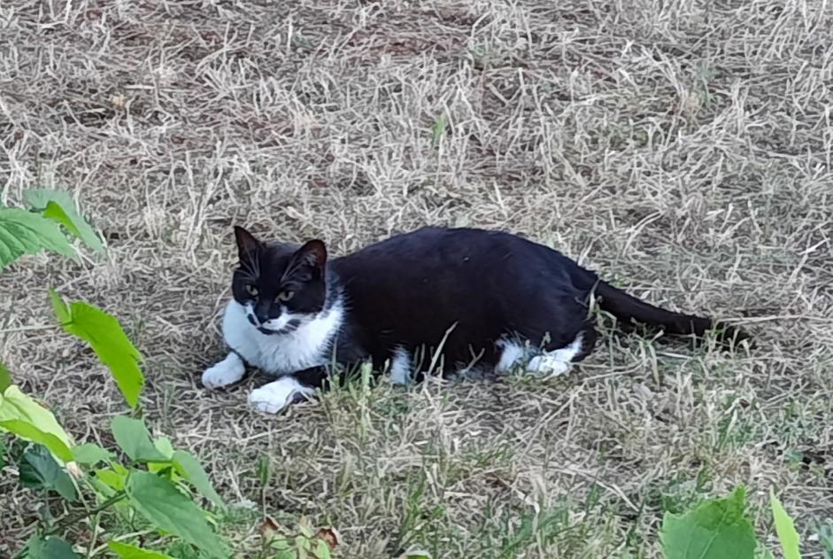 Disappearance alert Cat Female , 5 years Gaillac France