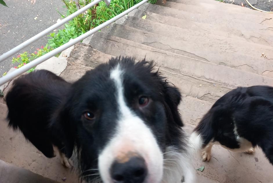 Discovery alert Dog  Male Moularès France