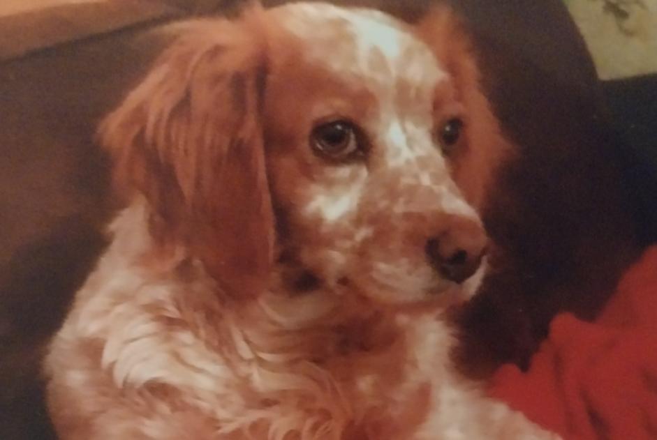 Disappearance alert Dog  Female , 10 years Montdragon France