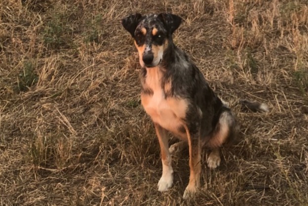 Disappearance alert Dog Female , 2 years Monestiés France