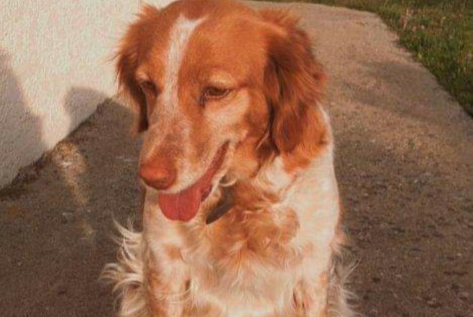 Disappearance alert Dog  Female , 9 years Vielmur-sur-Agout France