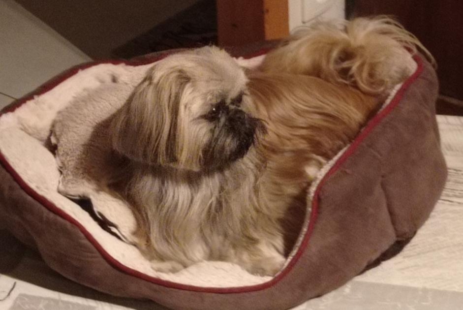 Disappearance alert Dog Male , 8 years Rosières France Disappearance alert Dog Male , 8 years Rosières France