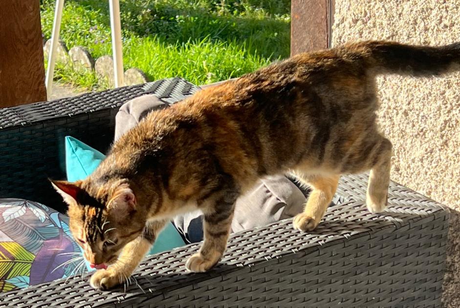 Alerta de Hallazgo Gato cruce Hembra Albi Francia