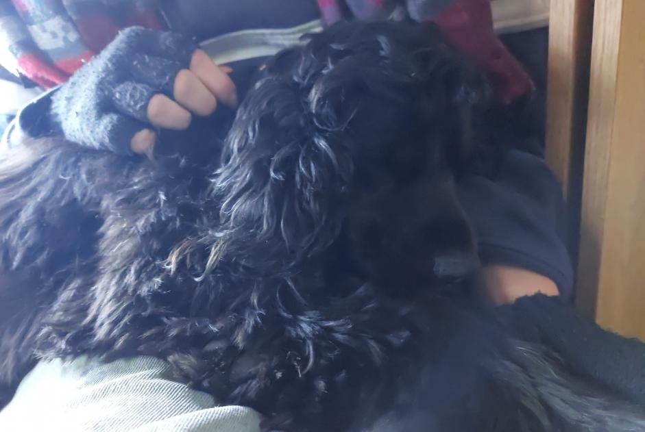Alerta de Hallazgo Perro  Macho , 1 año Labastide-Rouairoux Francia