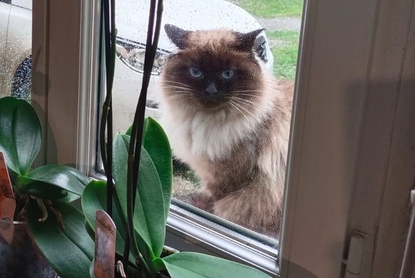 Alerte Disparition Chat Femelle , 4 ans Saint-Amans-Soult France