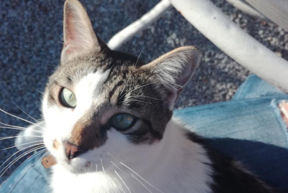Alerte Disparition Chat Mâle , 2 ans Castres France Alerte Disparition Chat Mâle , 2 ans Castres France