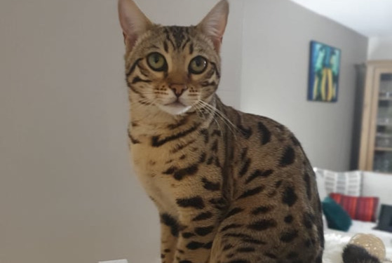 Alerte Disparition Chat Femelle , 1 ans Lescure-d'Albigeois France Alerte Disparition Chat Femelle , 1 ans Lescure-d'Albigeois France