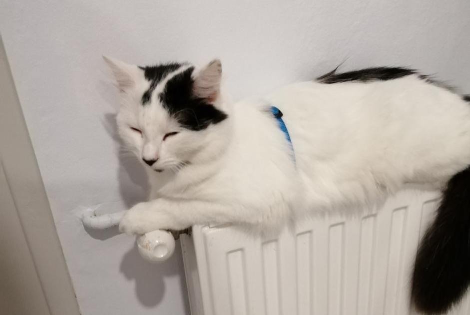 Alerte Disparition Chat croisement Femelle , 1 ans Castres France Alerte Disparition Chat croisement Femelle , 1 ans Castres France