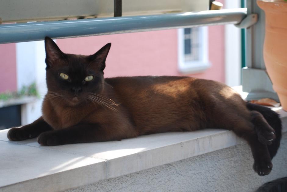 Alerte Disparition Chat Femelle , 14 ans Albi France Alerte Disparition Chat Femelle , 14 ans Albi France