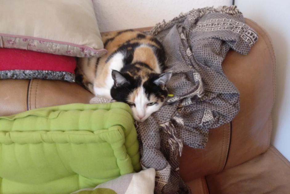 Alerte Disparition Chat Femelle , 8 ans Montdragon France Alerte Disparition Chat Femelle , 8 ans Montdragon France