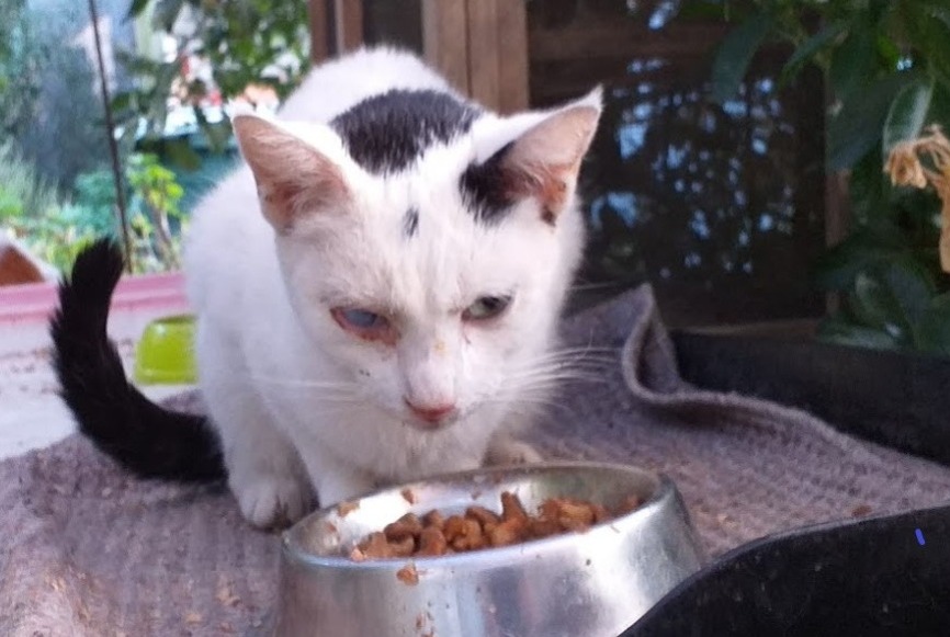 Alerte Disparition Chat Femelle , 3 ans Labastide-Rouairoux France Alerte Disparition Chat Femelle , 3 ans Labastide-Rouairoux France