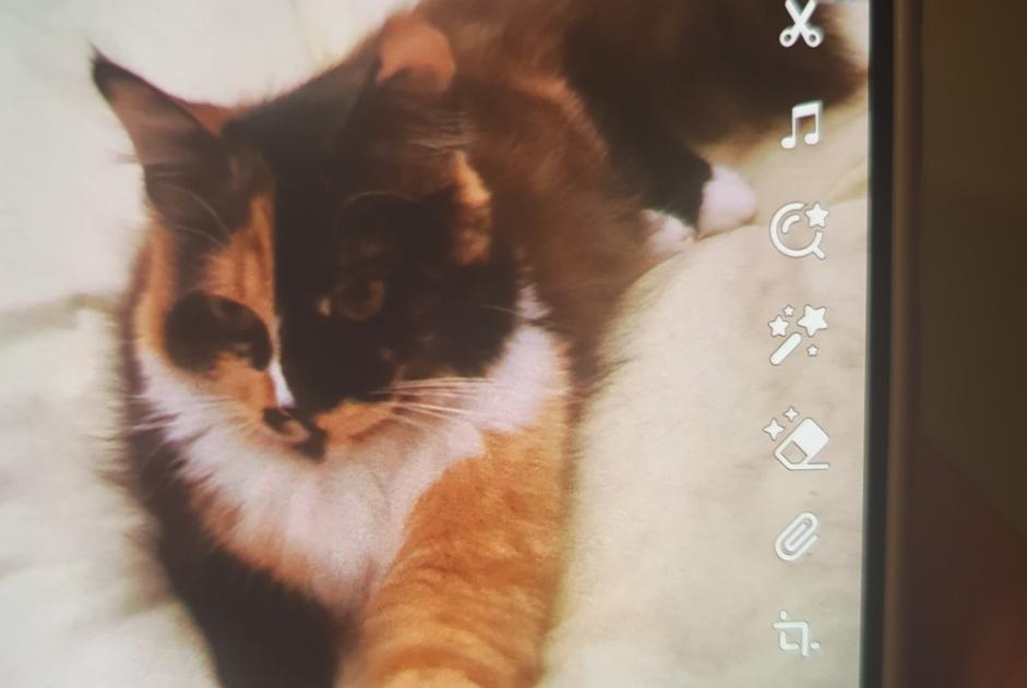Alerte Disparition Chat Femelle , 1 ans Carmaux France Alerte Disparition Chat Femelle , 1 ans Carmaux France