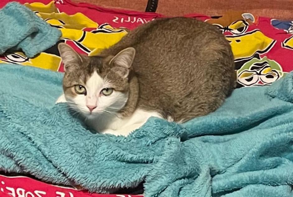 Alerte Disparition Chat Femelle , 1 ans Giroussens France Alerte Disparition Chat Femelle , 1 ans Giroussens France