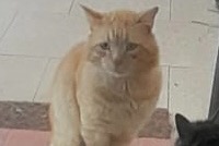 Alerte Découverte Chat Inconnu Mazamet France Alerte Découverte Chat Inconnu Mazamet France