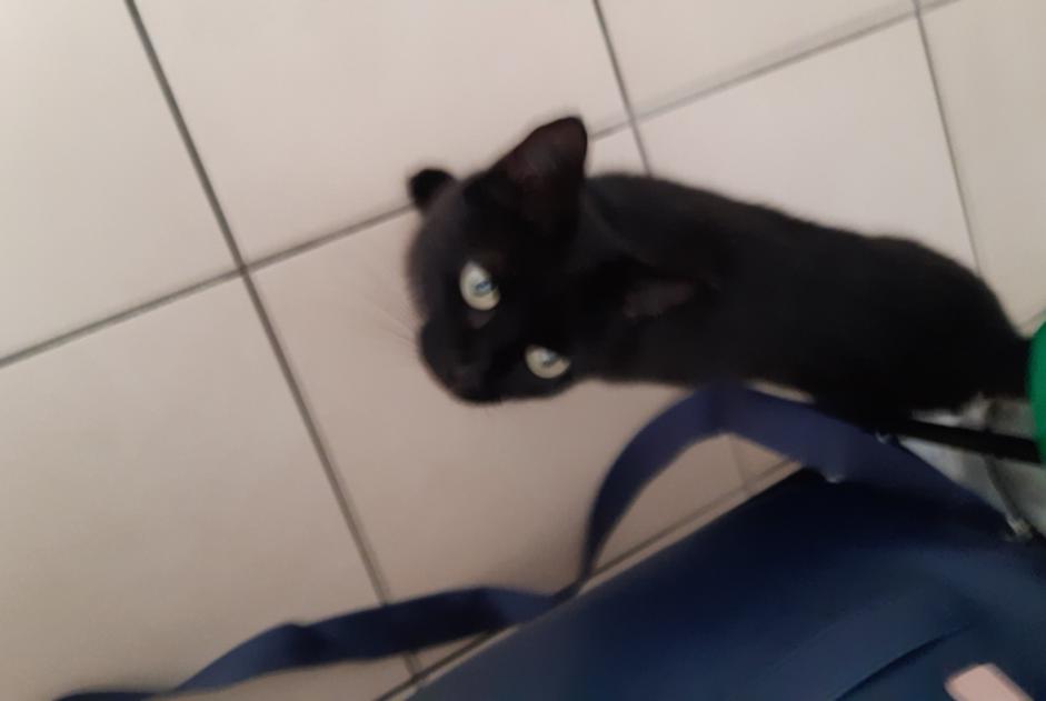 Alerte Découverte Chat croisement Femelle Réalmont France Alerte Découverte Chat croisement Femelle Réalmont France