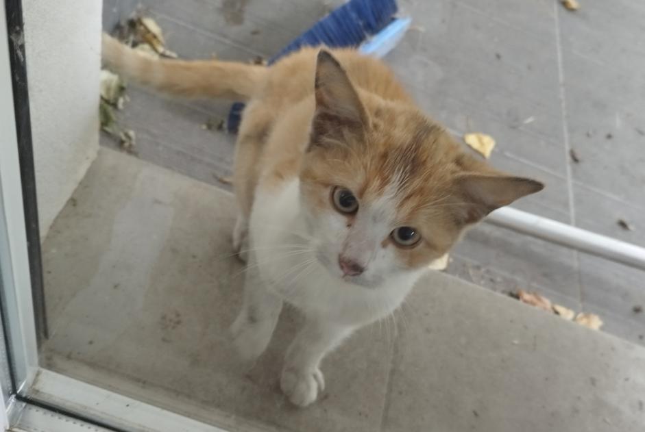 Alerte Découverte Chat Inconnu Montdragon France Alerte Découverte Chat Inconnu Montdragon France