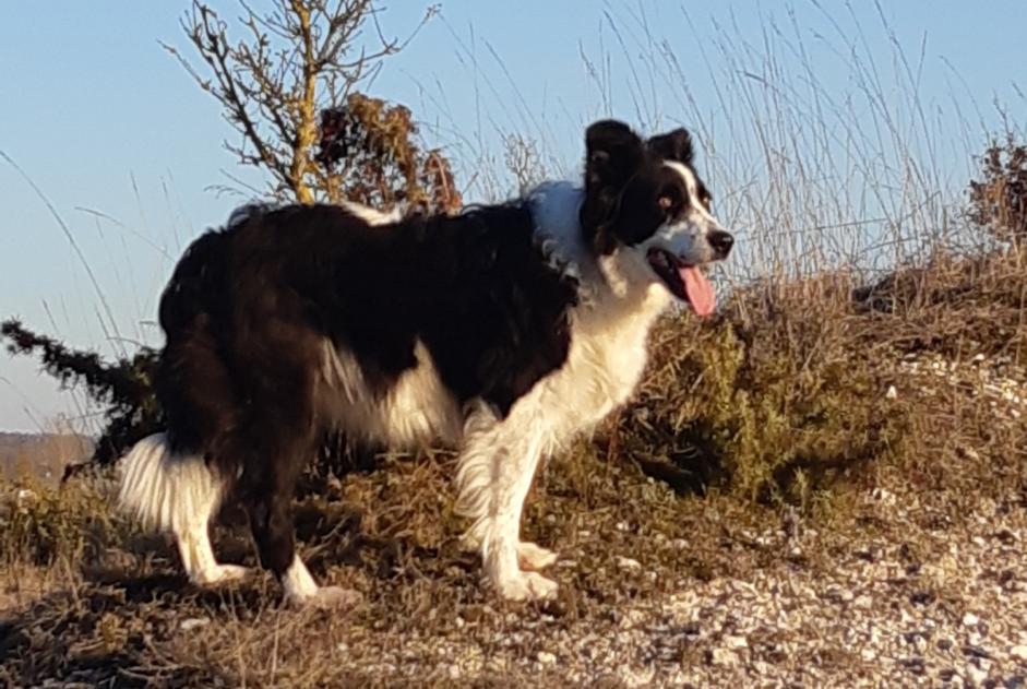 Alerte Disparition Chien  Femelle , 11 ans Aussac France