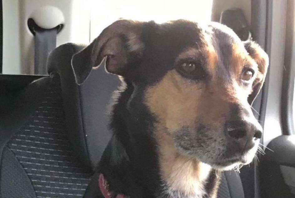 Alerte Disparition Chien croisement Femelle , 12 ans Le Riols France Alerte Disparition Chien croisement Femelle , 12 ans Le Riols France