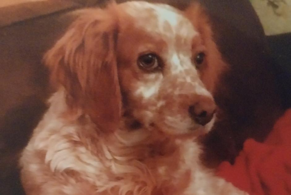 Alerte Disparition Chien Femelle , 12 ans Montdragon France Alerte Disparition Chien Femelle , 12 ans Montdragon France