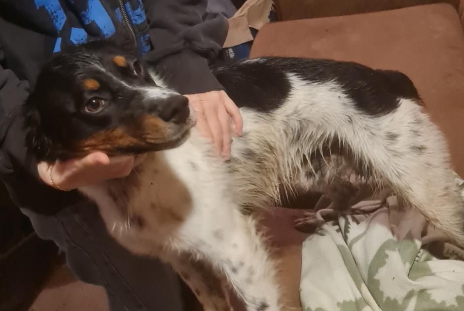 Alerte Découverte Chien Mâle Labessière-Candeil France Alerte Découverte Chien Mâle Labessière-Candeil France