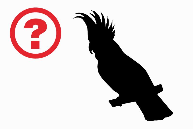 Alerte Découverte Oiseau Mâle Albi France Alerte Découverte Oiseau Mâle Albi France