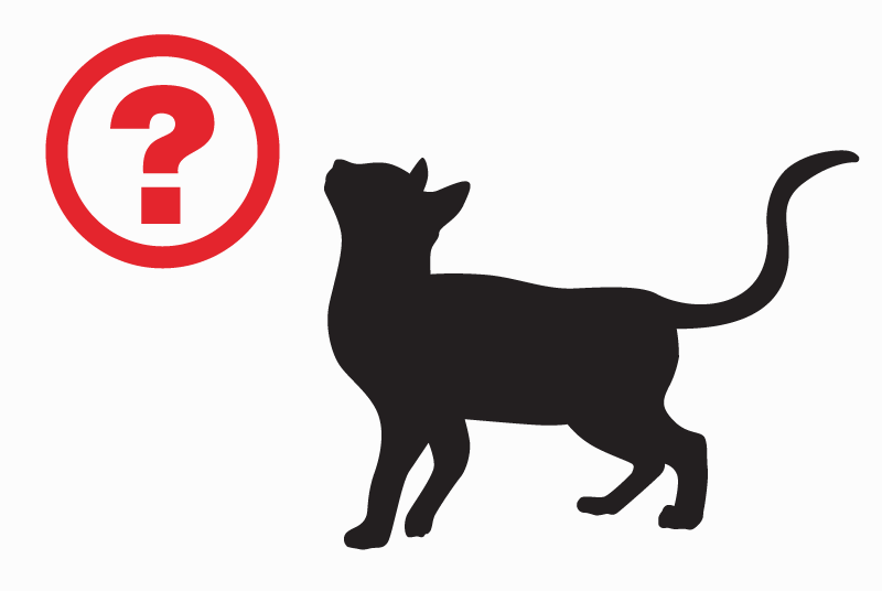 Discovery alert Cat miscegenation Male Les Cammazes France