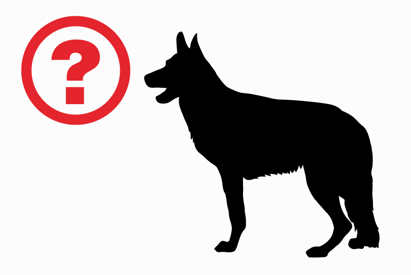 Verdwijningsalarm Hond  Mannetje , 7 jaar Fauch Frankrijk