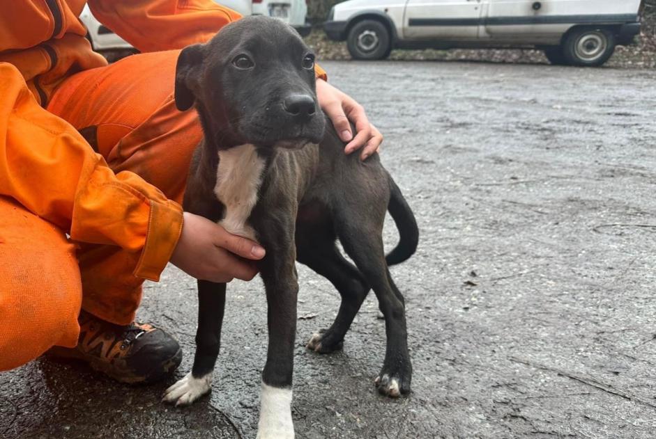 Avviso Ritrovamento Cane Femmina Monestiés Francia Avviso Ritrovamento Cane Femmina Monestiés Francia