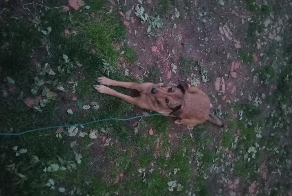 Avviso Ritrovamento Cane Maschio Albi Francia Avviso Ritrovamento Cane Maschio Albi Francia