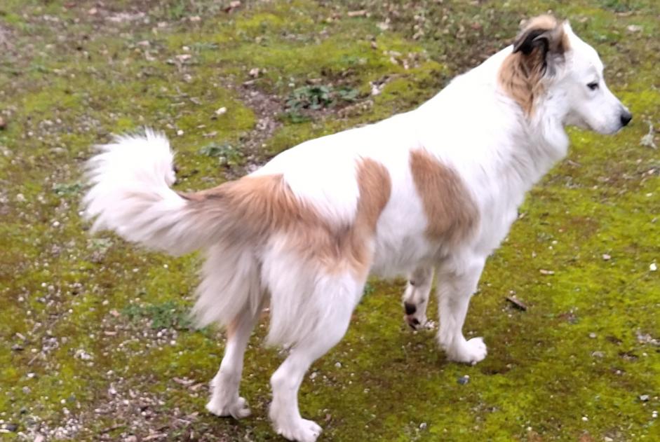 Ontdekkingsalarm Hond rassenvermenging Vrouwtje , 2 jaar Graulhet Frankrijk