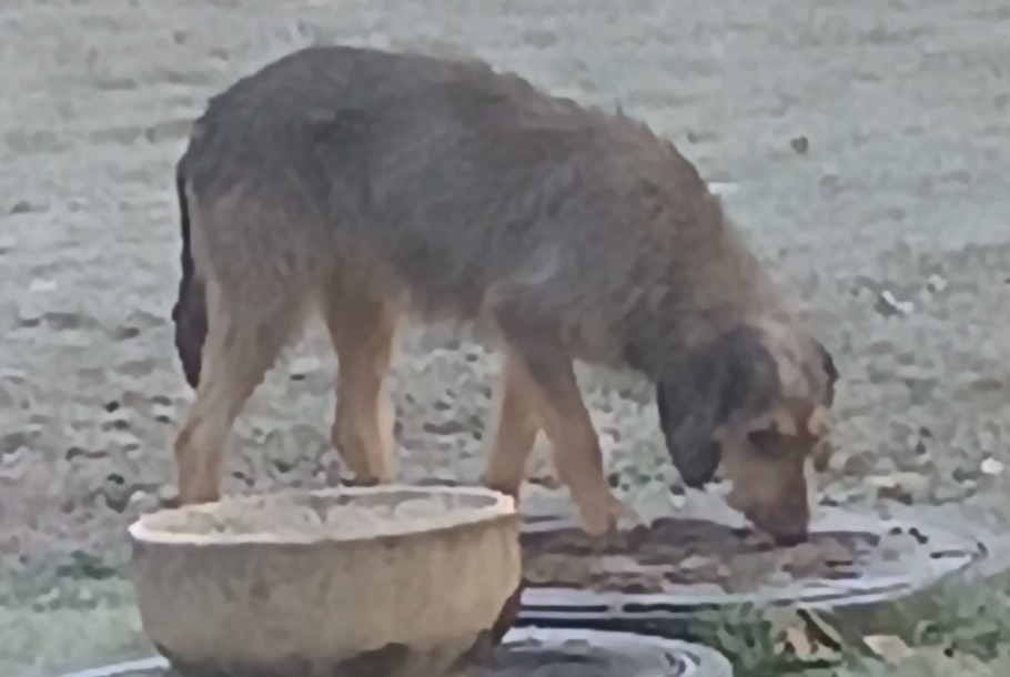Ontdekkingsalarm Hond Onbekend Puybegon Frankrijk