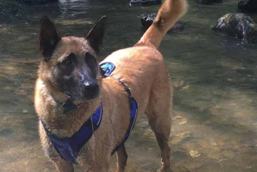 Verdwijningsalarm Hond  Mannetje , 11 jaar Albi Frankrijk