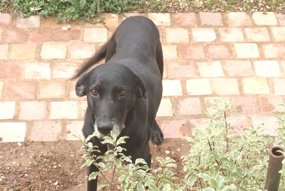 Alerta descoberta Cão Fêmea Albi France