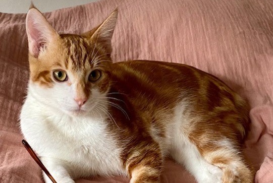 Alerta desaparecimento Gato  Macho , 1 anos Albi France