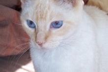 Alerta desaparecimento Gato Fêmea , 1 anos Blaye-les-Mines France Alerta desaparecimento Gato Fêmea , 1 anos Blaye-les-Mines France