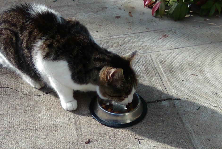 Alerta descoberta Gato Fêmea Le Ségur France Alerta descoberta Gato Fêmea Le Ségur France